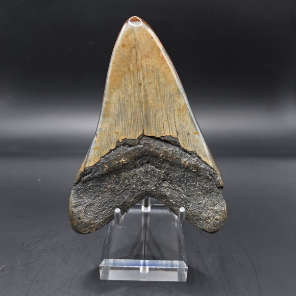 Megalodon tooth from South Carolina - Picture 3 of 3